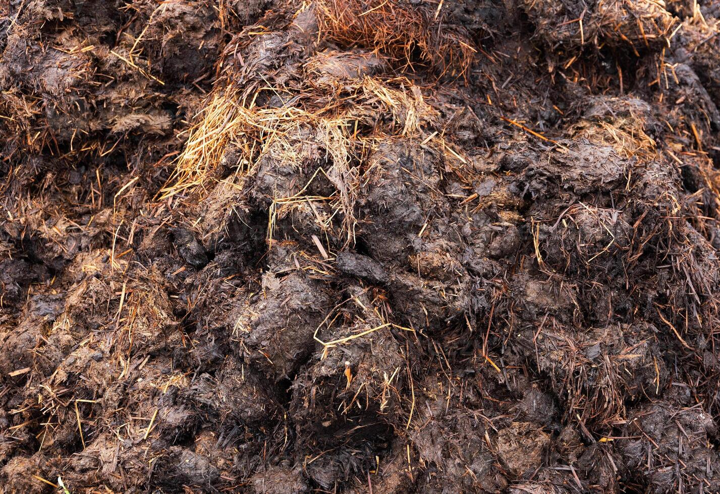 Pile of smelly pet dung. A pile of manure on the farm. photo