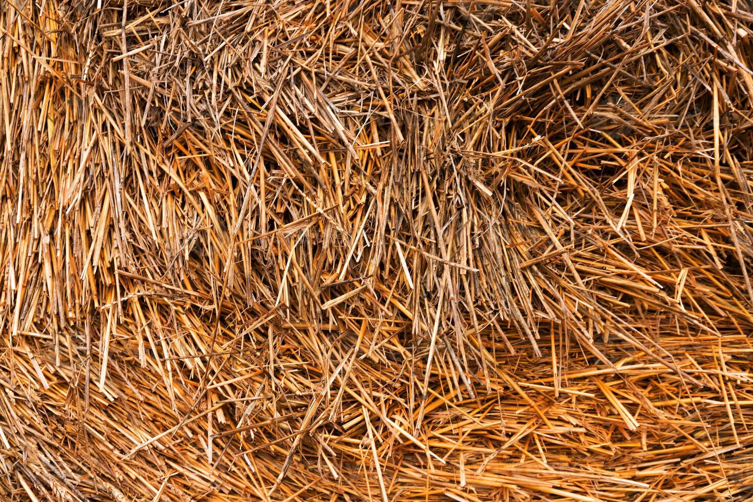 Background, texture of mown grass, hay. Close-up. photo