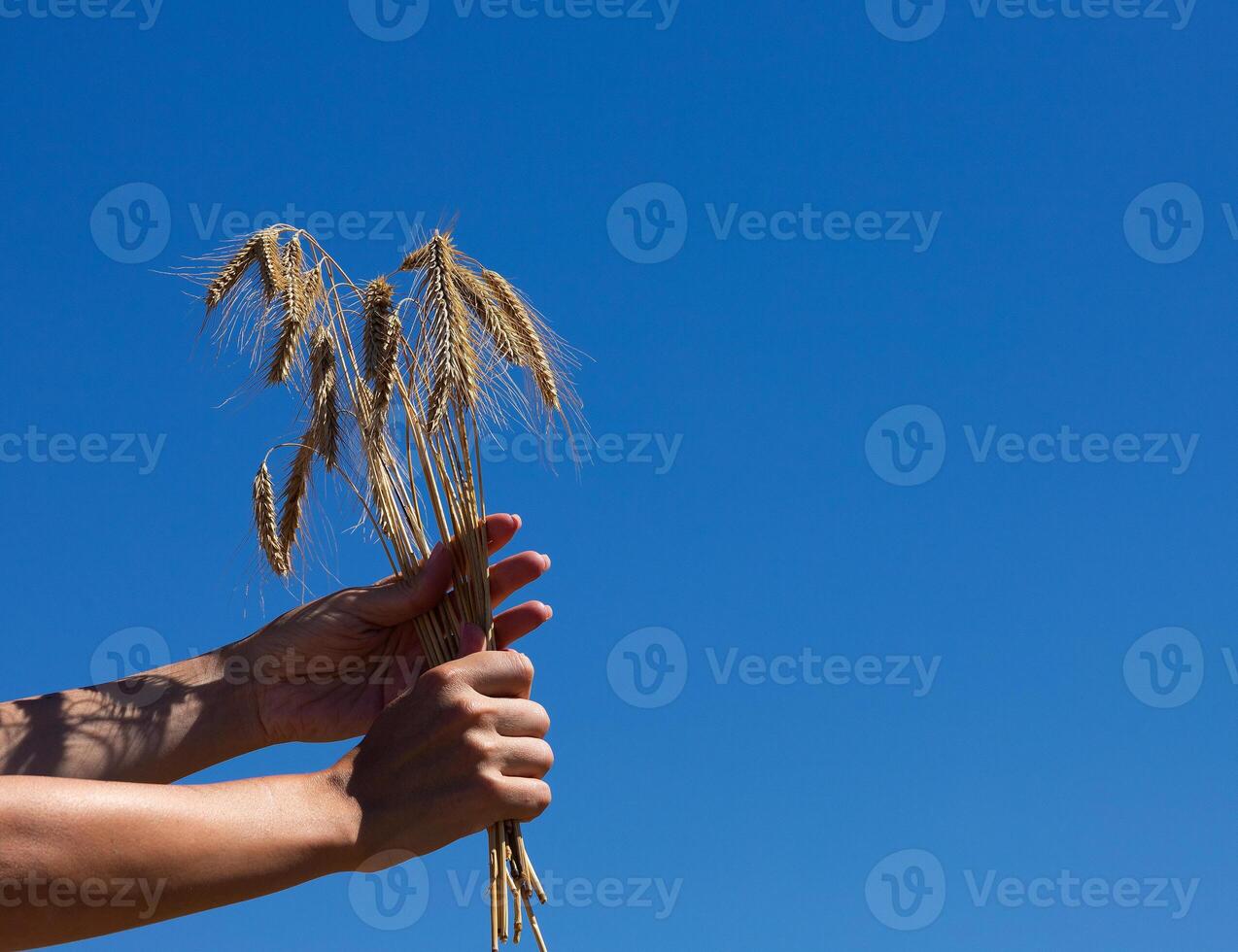 Bouquet of wheat ears in female hands against sky background. Copy space photo