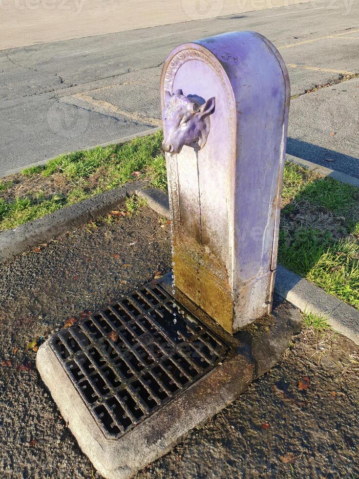purple drinking fountain photo