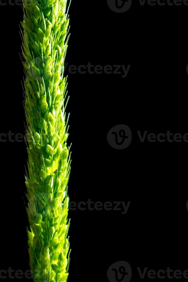 Close up the freshness jungle rice weed on black backgroud photo