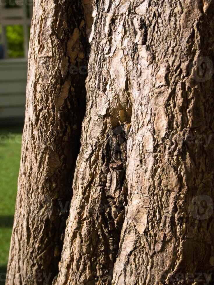 Close up to tree surface photo