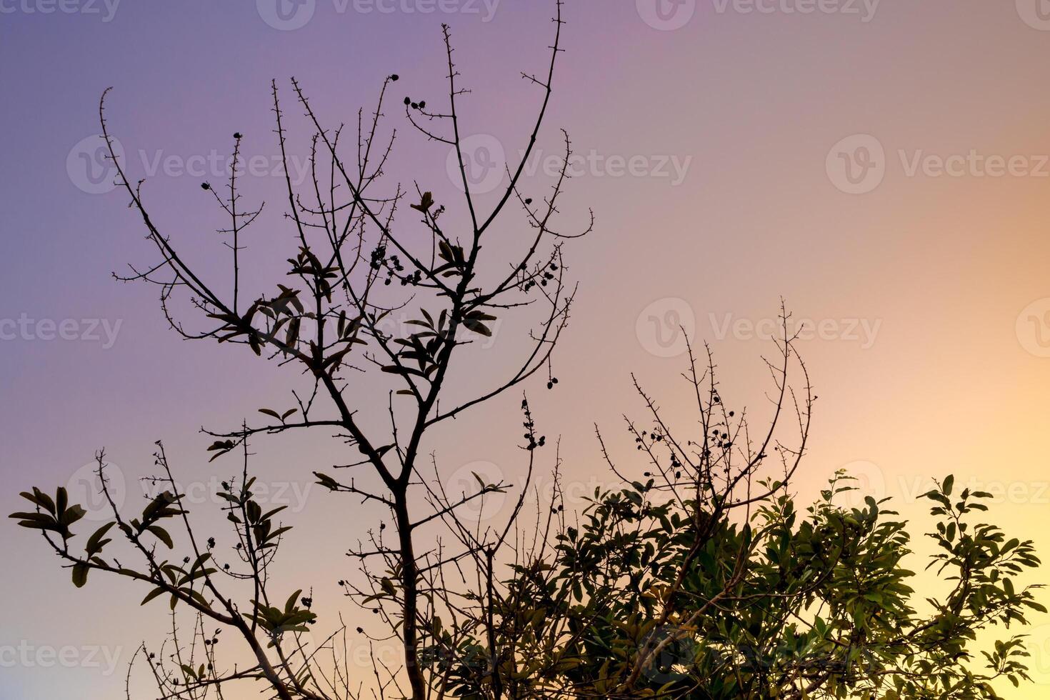 Bunch of pods and seeds of bungor trees and colors of the evening sky photo