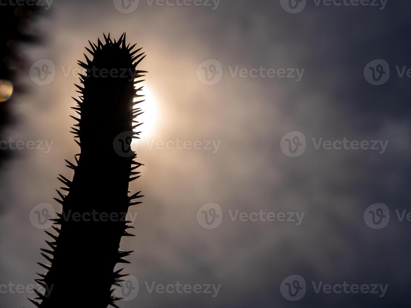 Madagascar palm the Spiky desert plant in the hard sunlight photo