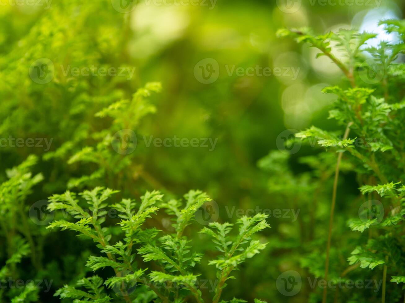 The fine and delicate leaves of the Spike Moss fern photo
