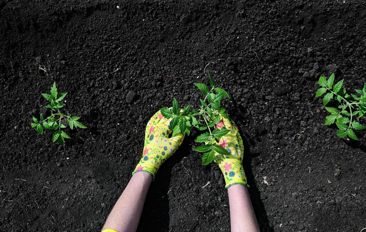 a woman's hands in gloves are transplanting seedlings of cucumbers, tomatoes from a pot into the ground, spring work in the garden, the concept of eco-products photo
