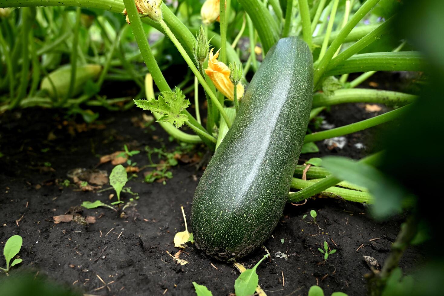 Green young zucchini with yellow flower in summer bed. Green squash in vegetable field. Gardening background with zucchini plant in open ground, closeup. photo