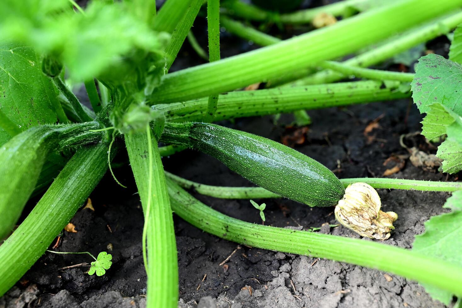 Green young zucchini with yellow flower in summer bed. Green squash in vegetable field. Gardening background with zucchini plant in open ground, closeup. photo