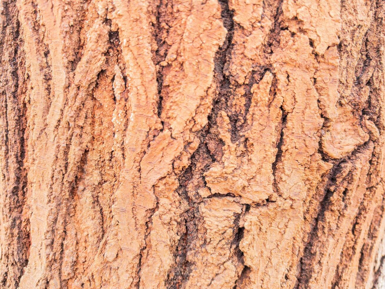 Closeup full frame tree bark texture background photo