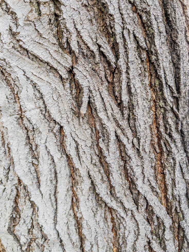 Closeup full frame tree bark texture background photo