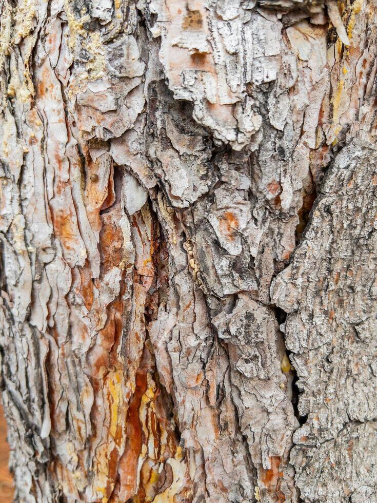 Closeup full frame tree bark texture background photo