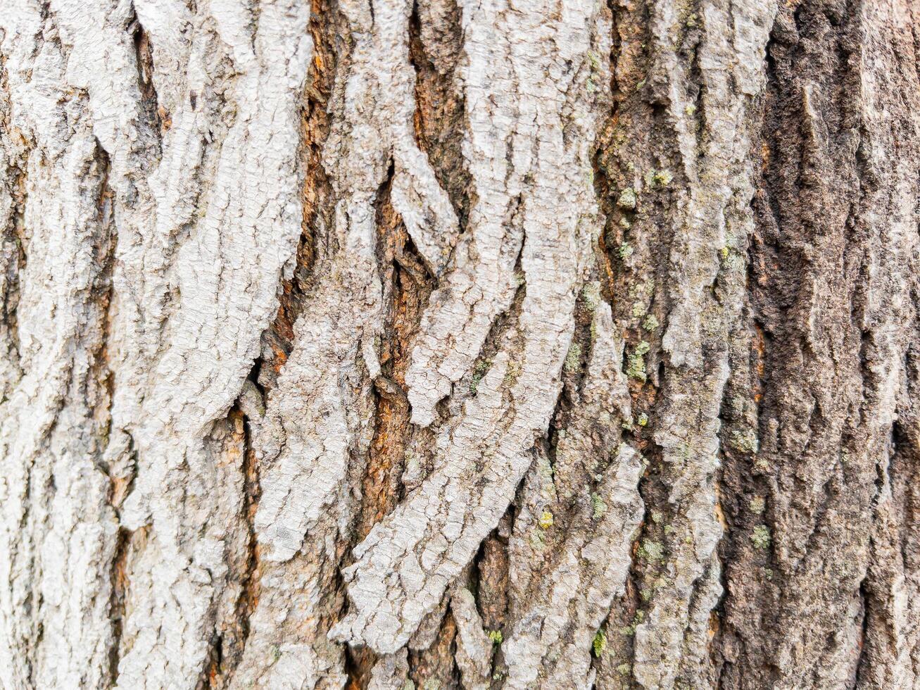 Closeup full frame tree bark texture background photo