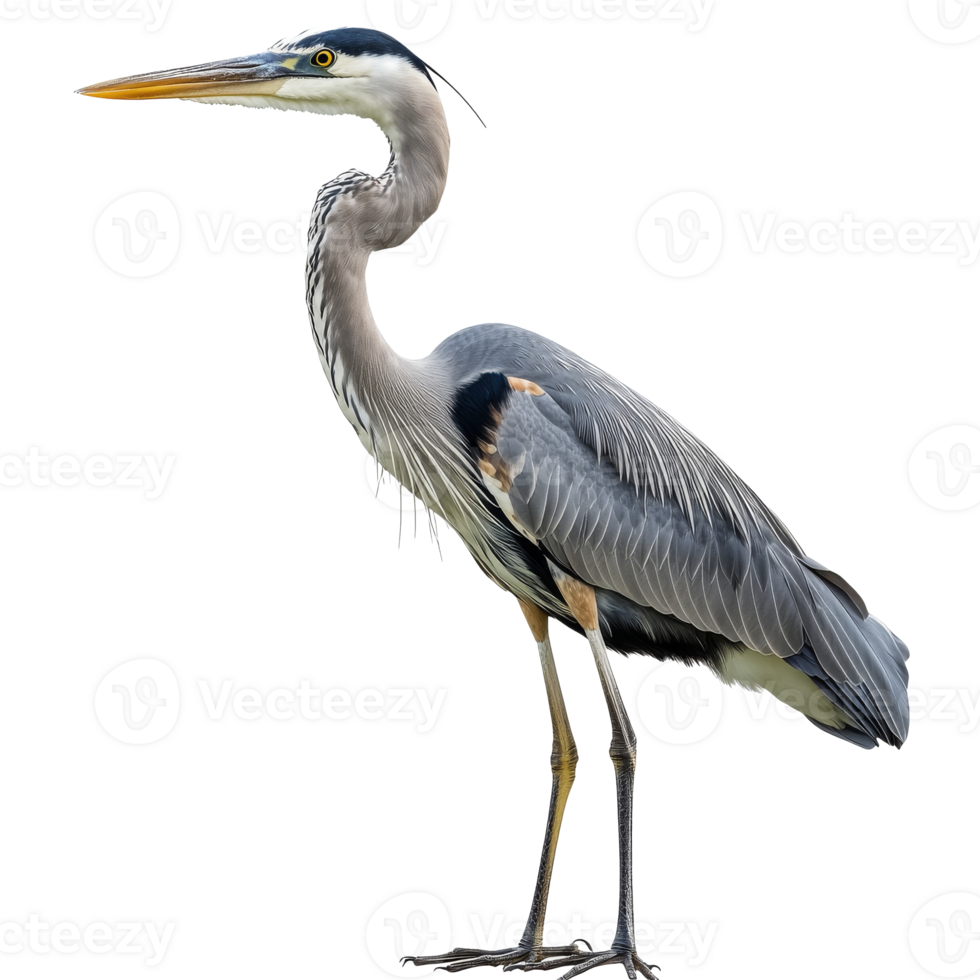 Great blue heron standing elegantly by water png