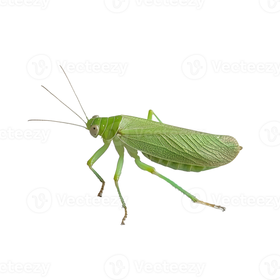 Green grasshopper resting on a leaf in nature png