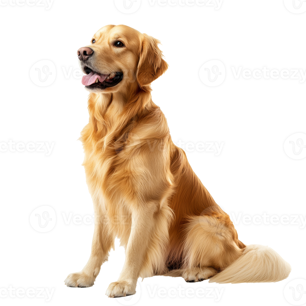 Joyful golden retriever sitting gracefully indoors png
