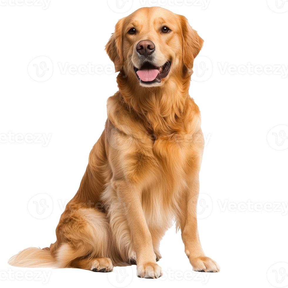 Golden retriever sitting and smiling indoors png