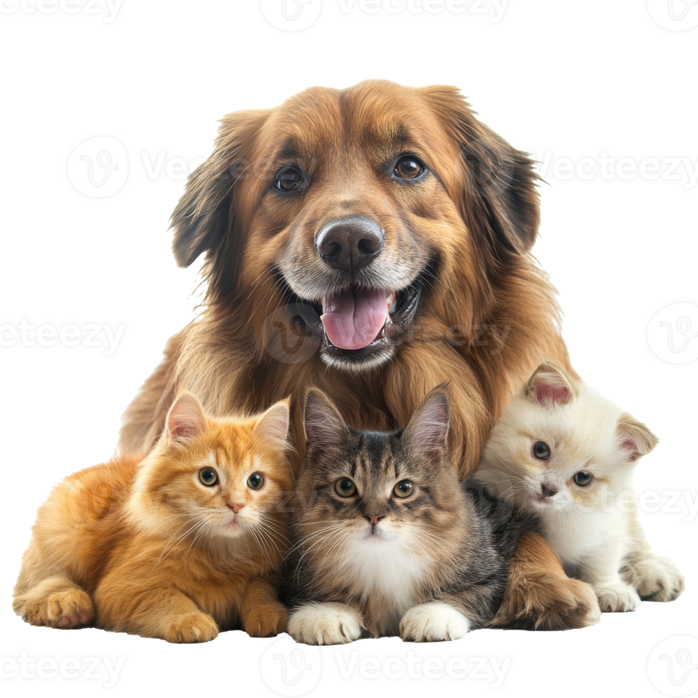 Happy dog poses with playful kittens together png
