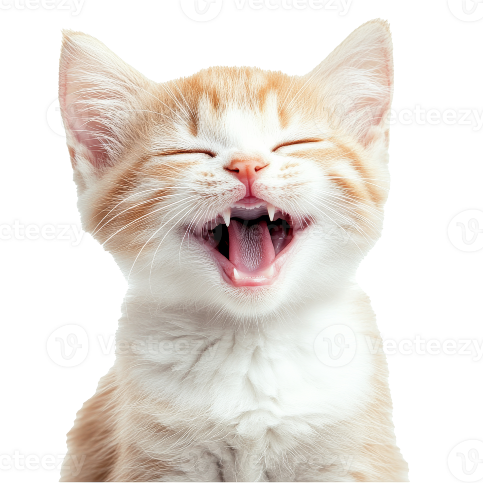 Happy orange and white kitten with open mouth png