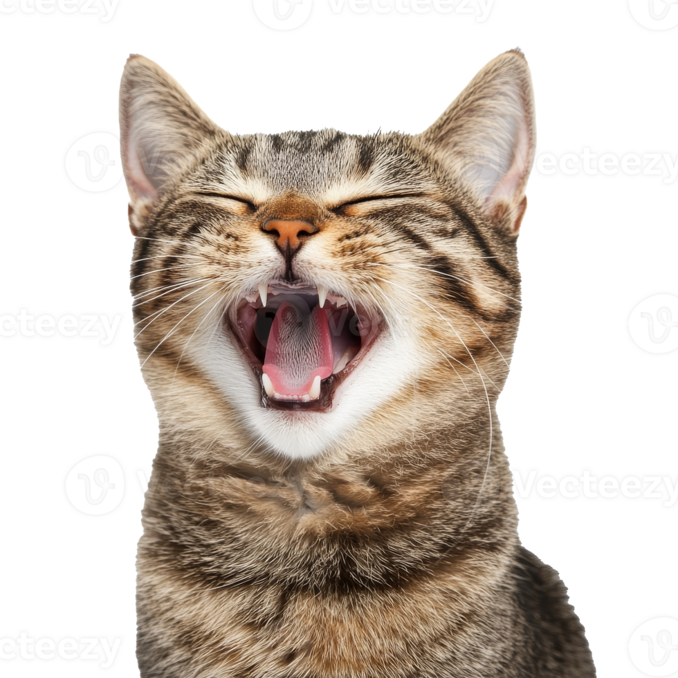 Happy cat yawning with joy and contentment png