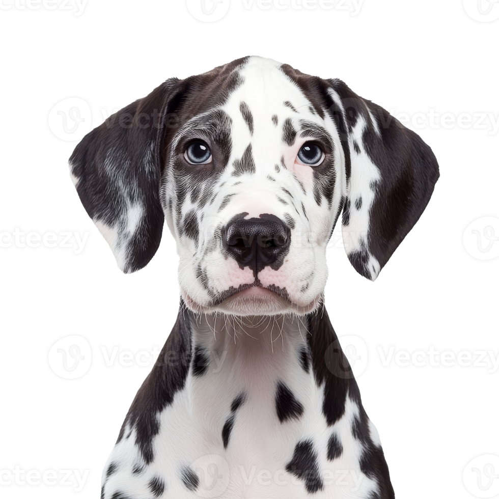 Playful great dane puppy with striking eyes png