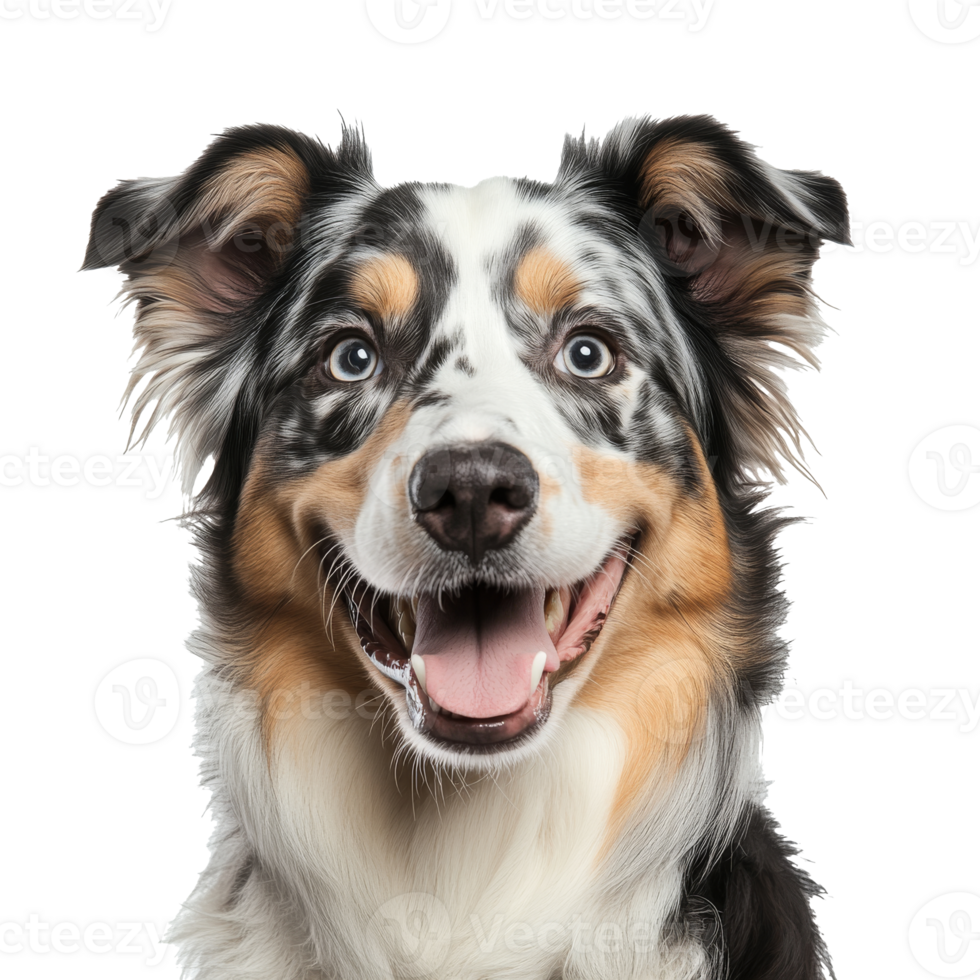 Happy dog with unique coat pattern and bright eyes png