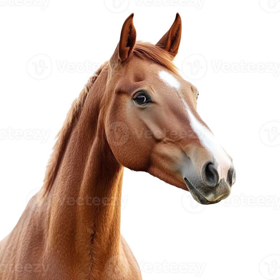 Brown horse staring with calm expression png