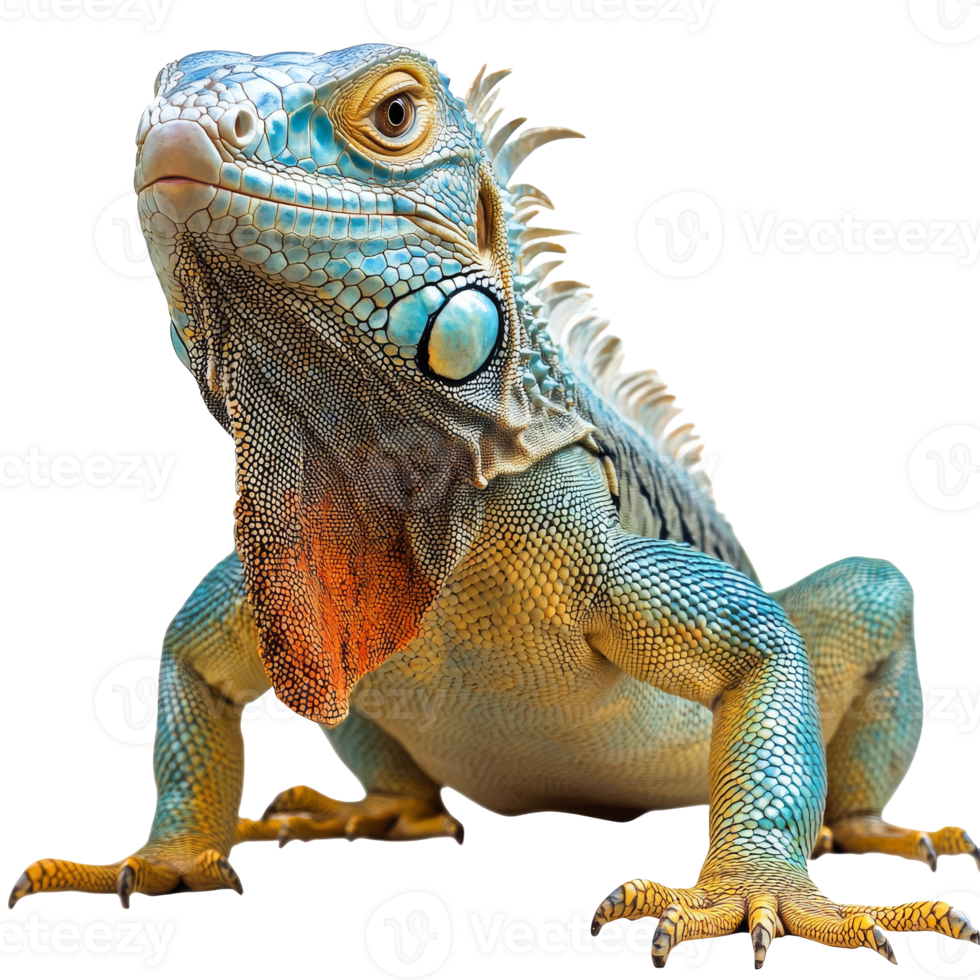 Vibrant lizard displays vivid patterns png