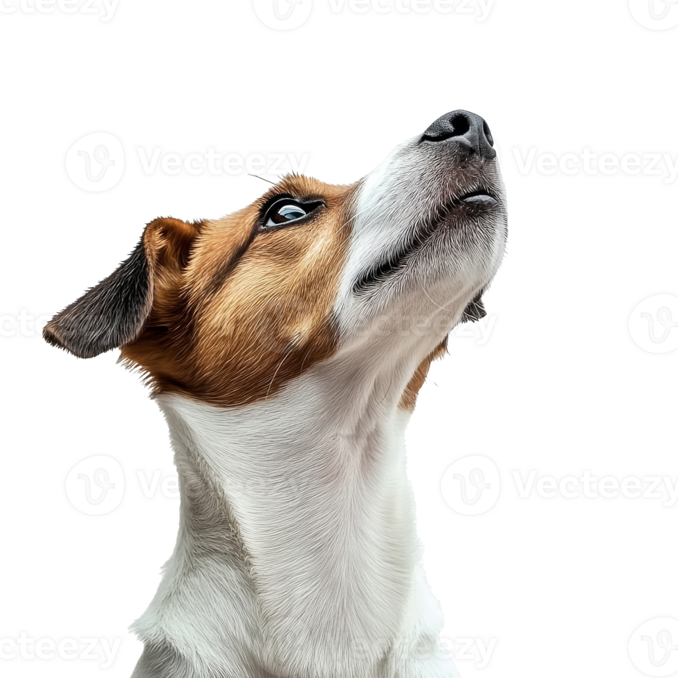 Curious dog looking upward with attentive gaze png