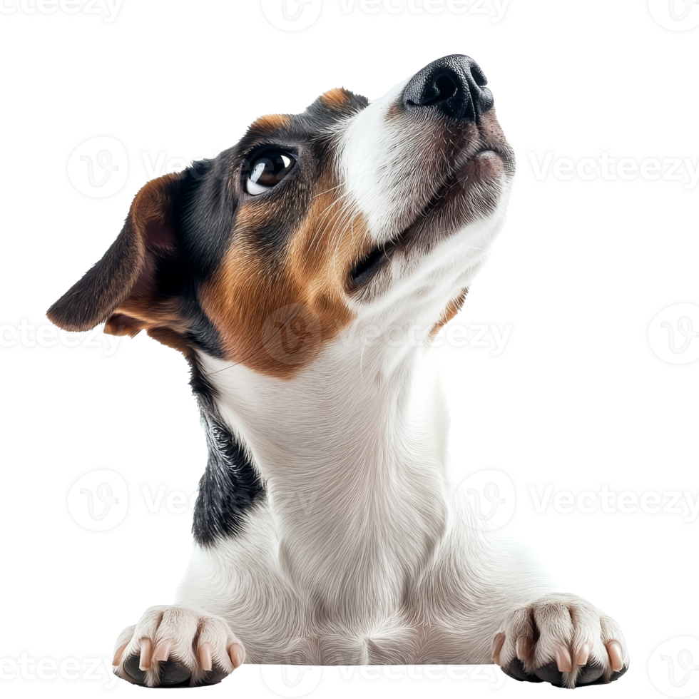 Cute dog looking up with curiosity and charm png