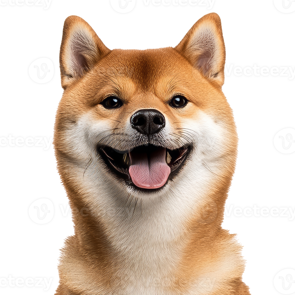 Happy shiba inu posing for a cheerful portrait png
