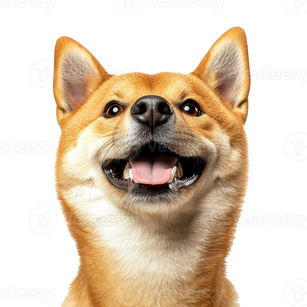 Happy shiba inu with a playful expression png
