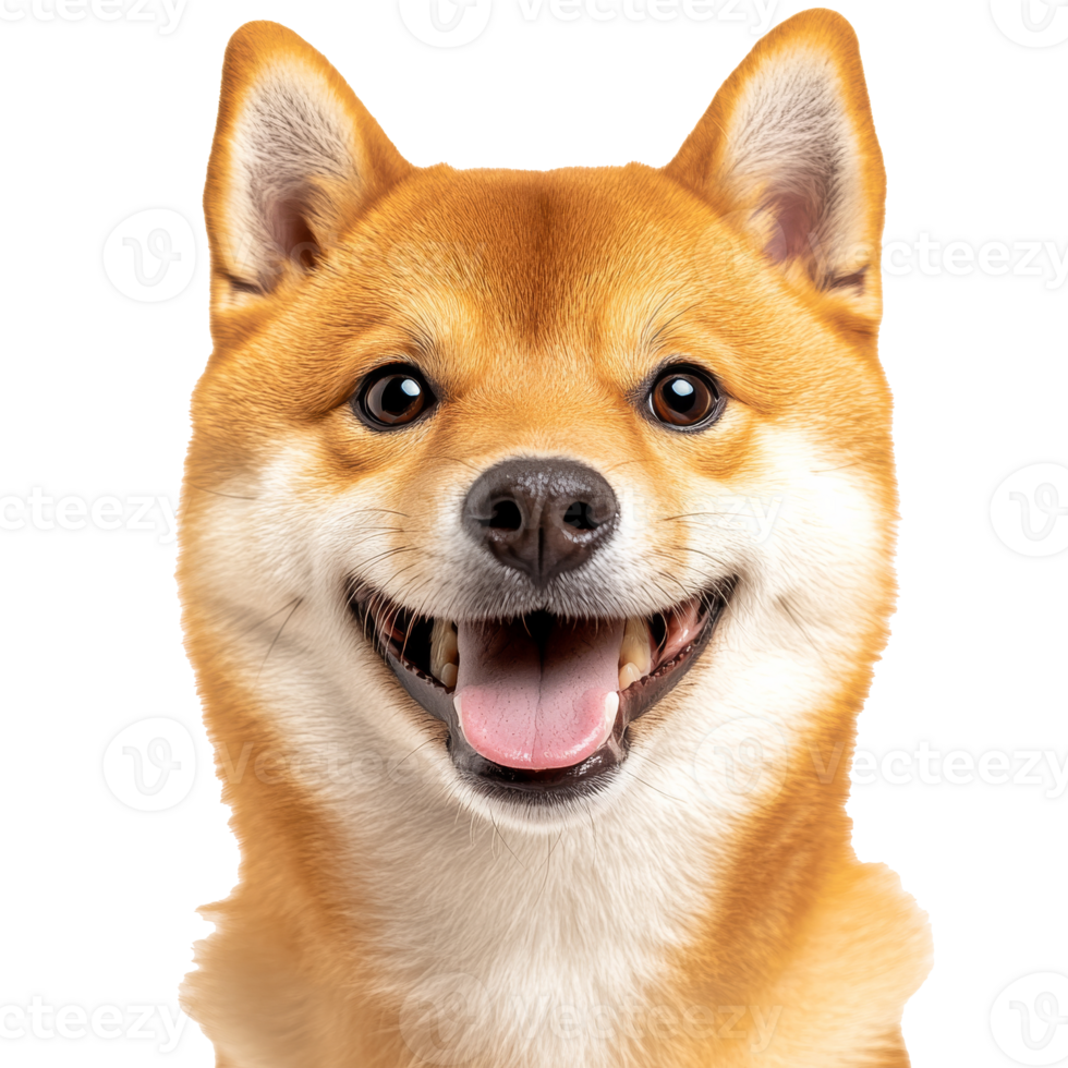 Happy shiba inu with a big smile and bright eyes png