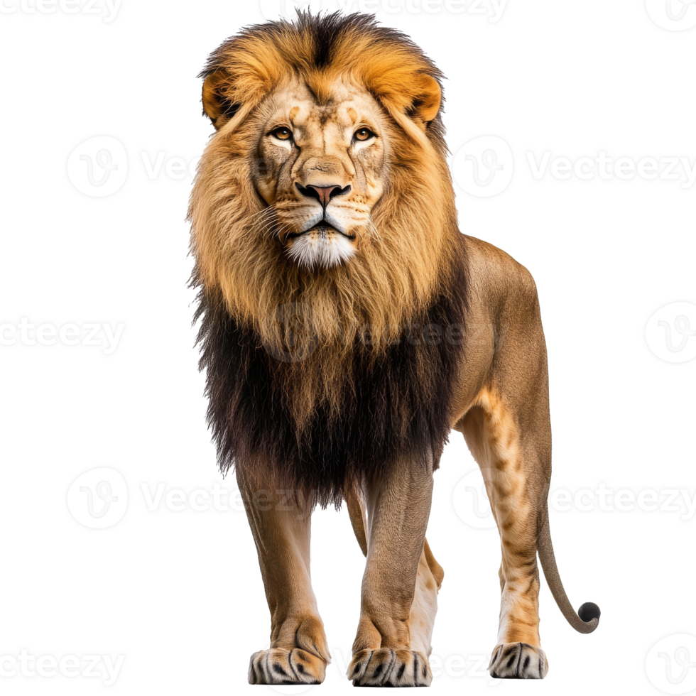 Majestic lion stands proud in natural habitat png