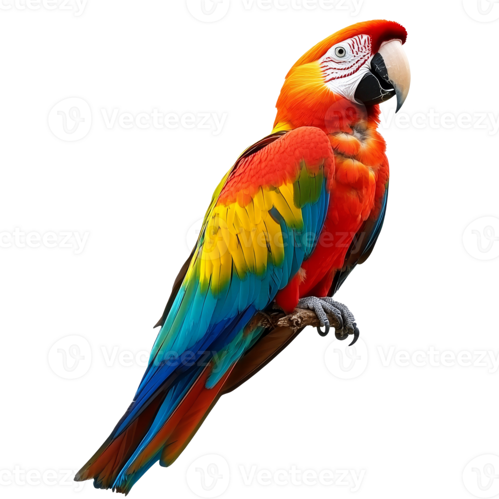 Colorful macaw perched with vibrant feathers png