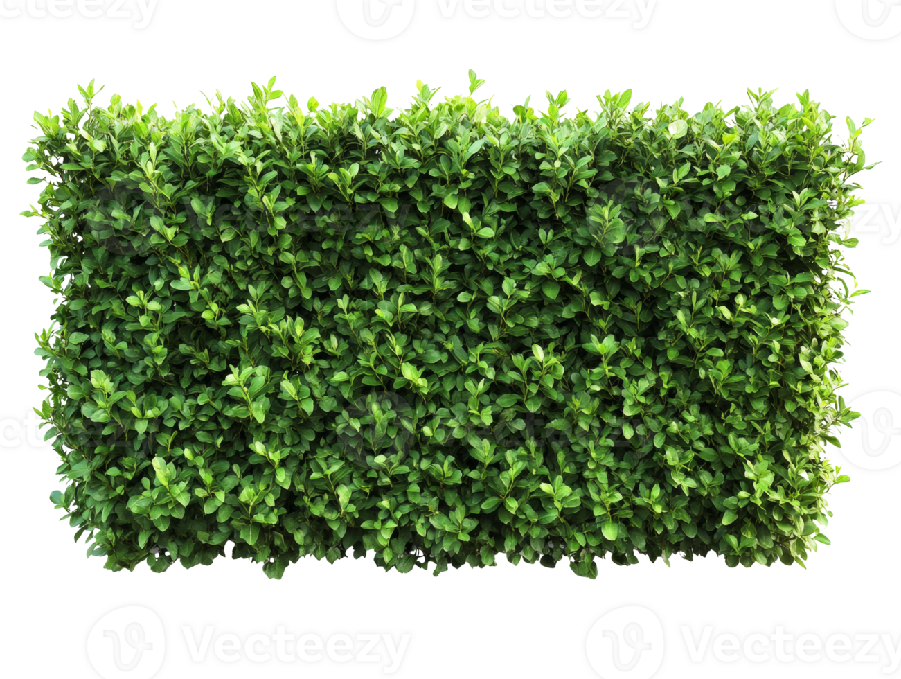 Green hedge providing privacy in a garden space png