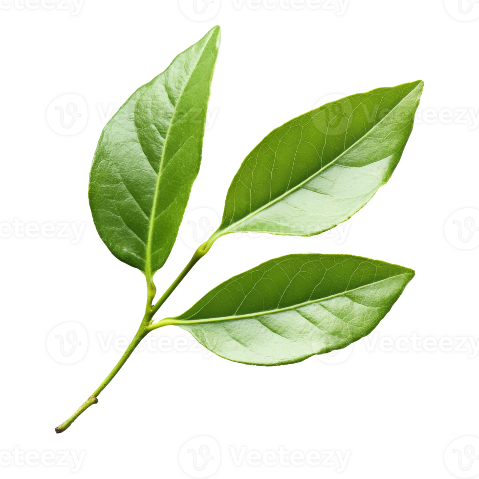 Fresh bay leaves on a clean background png