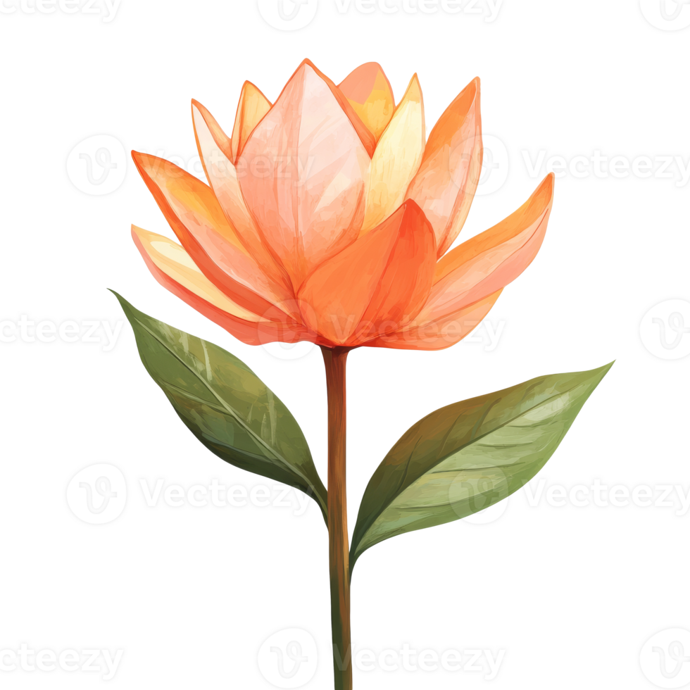 Vibrant orange lotus flower with delicate petals png