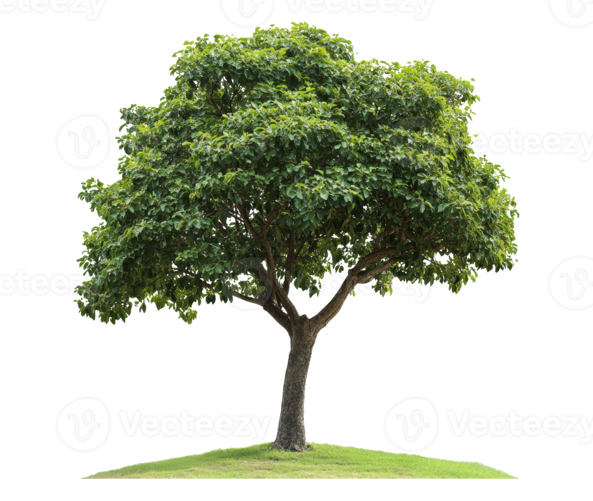 Lush green tree standing on a grassy hill png