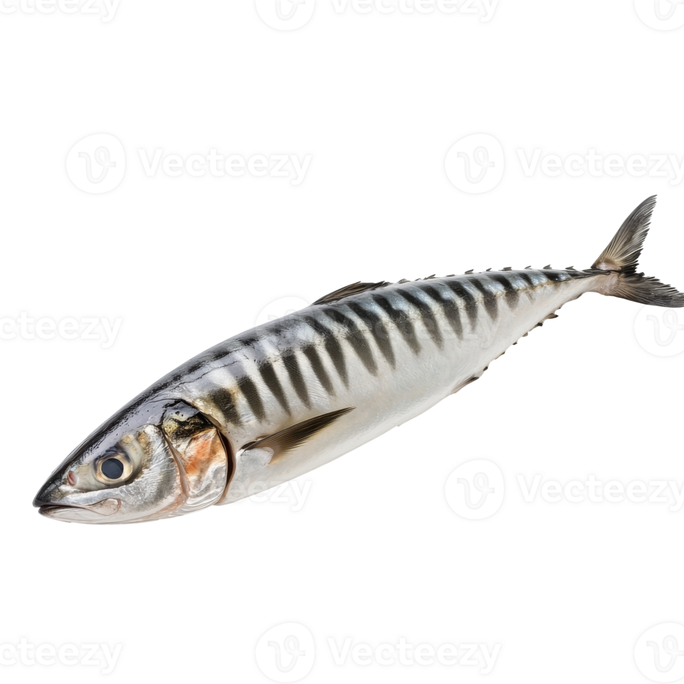 Mackerel fish displayed on a clean surface png