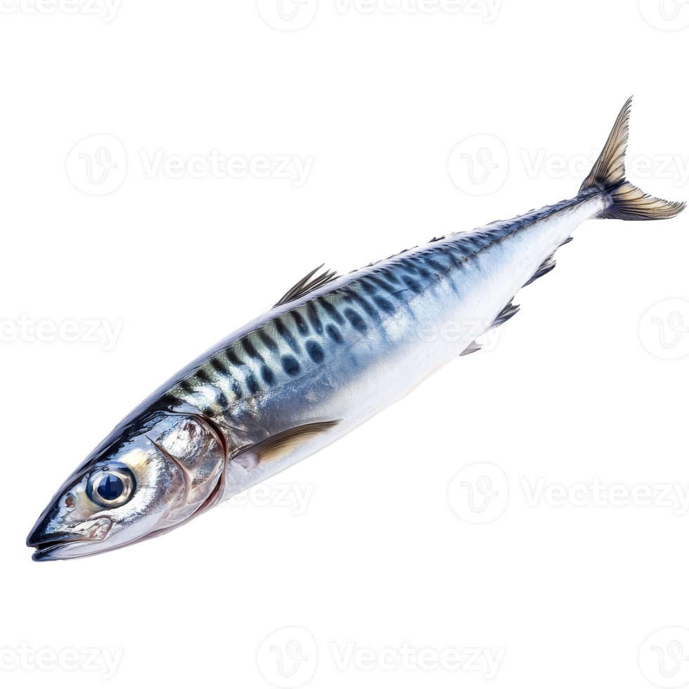 Fresh mackerel ready for preparation and cooking png