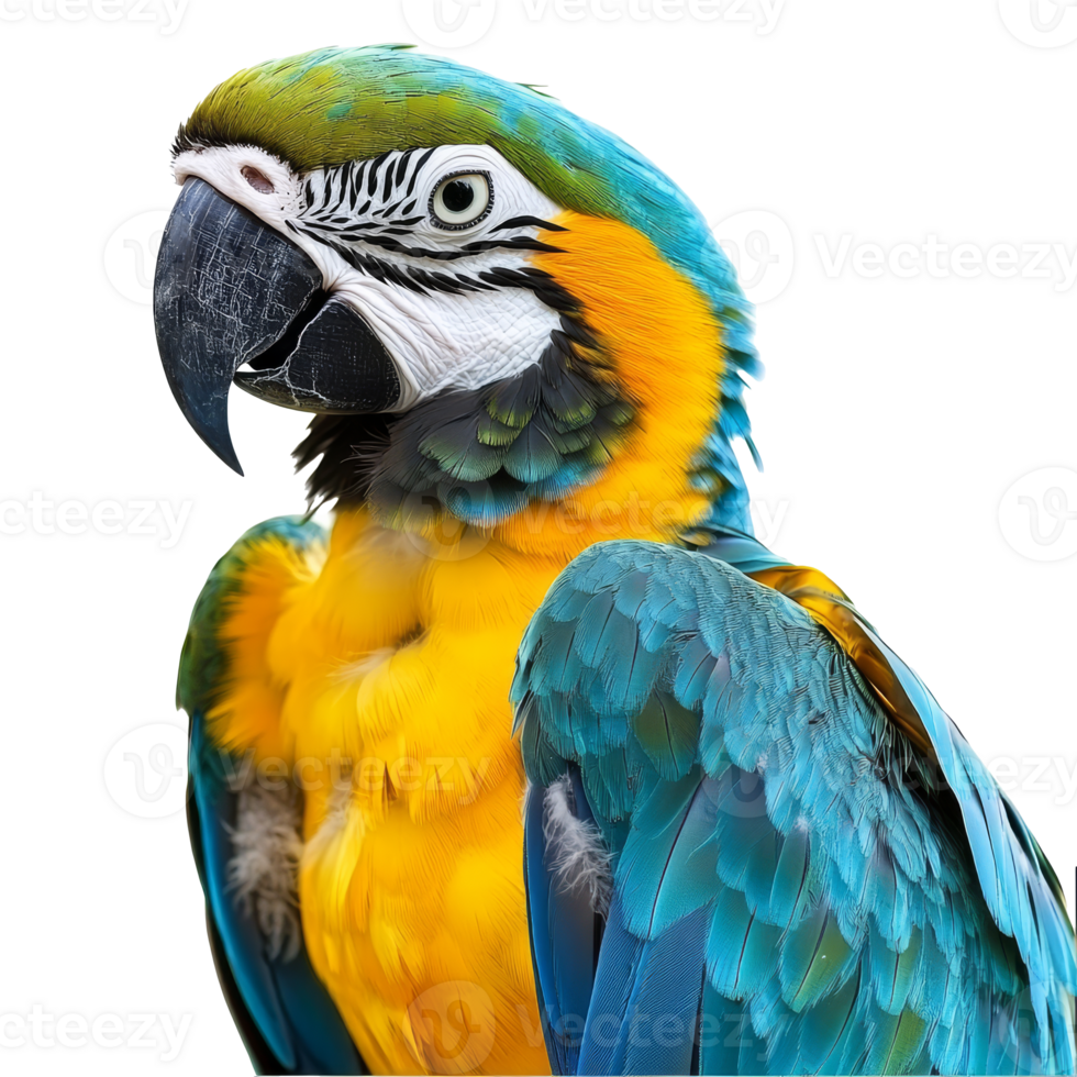 Colorful parrot perched against white background png