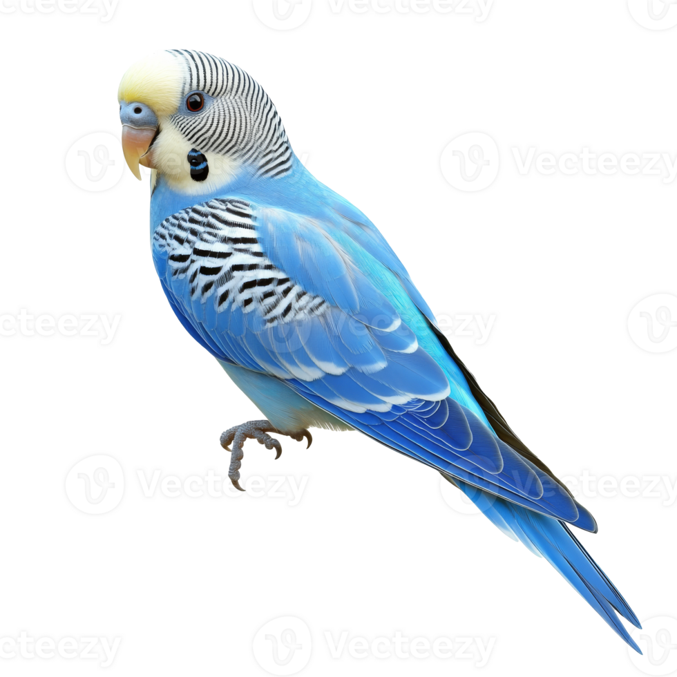 Colorful blue budgerigar perched on a branch png