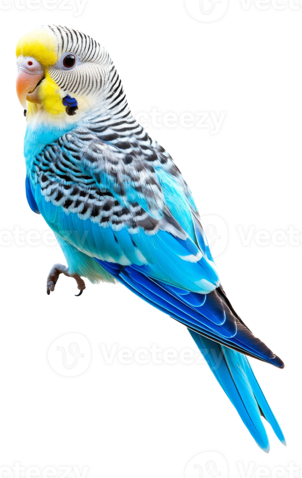 Close up of a colorful blue budgie png