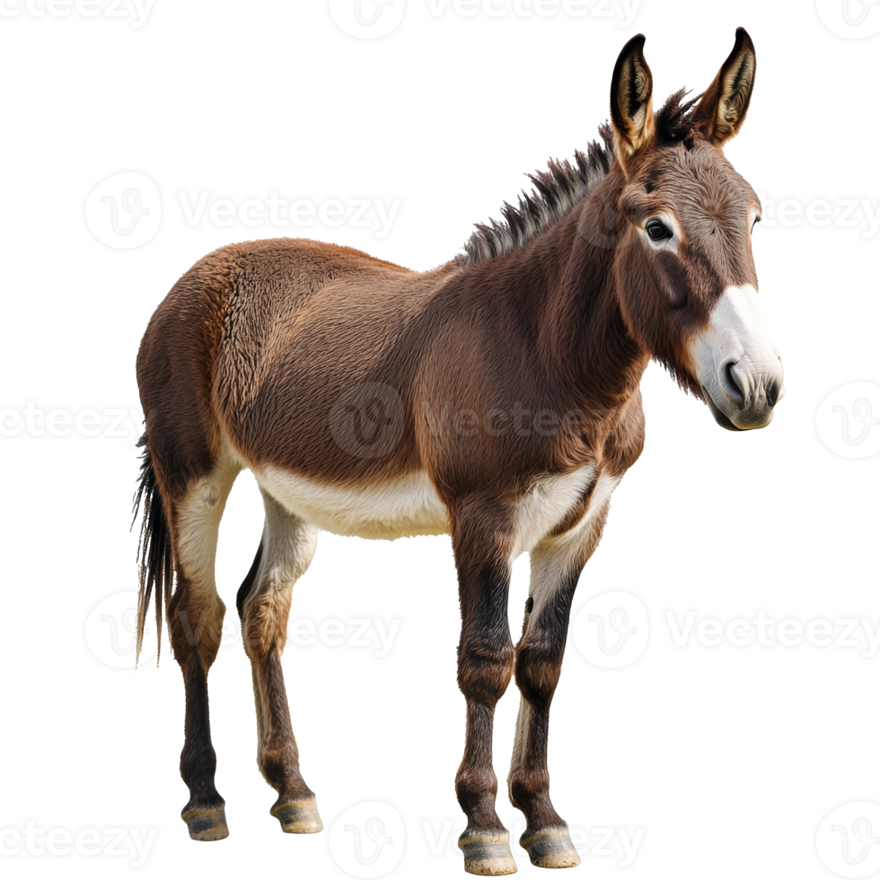 Brown donkey standing on white background png