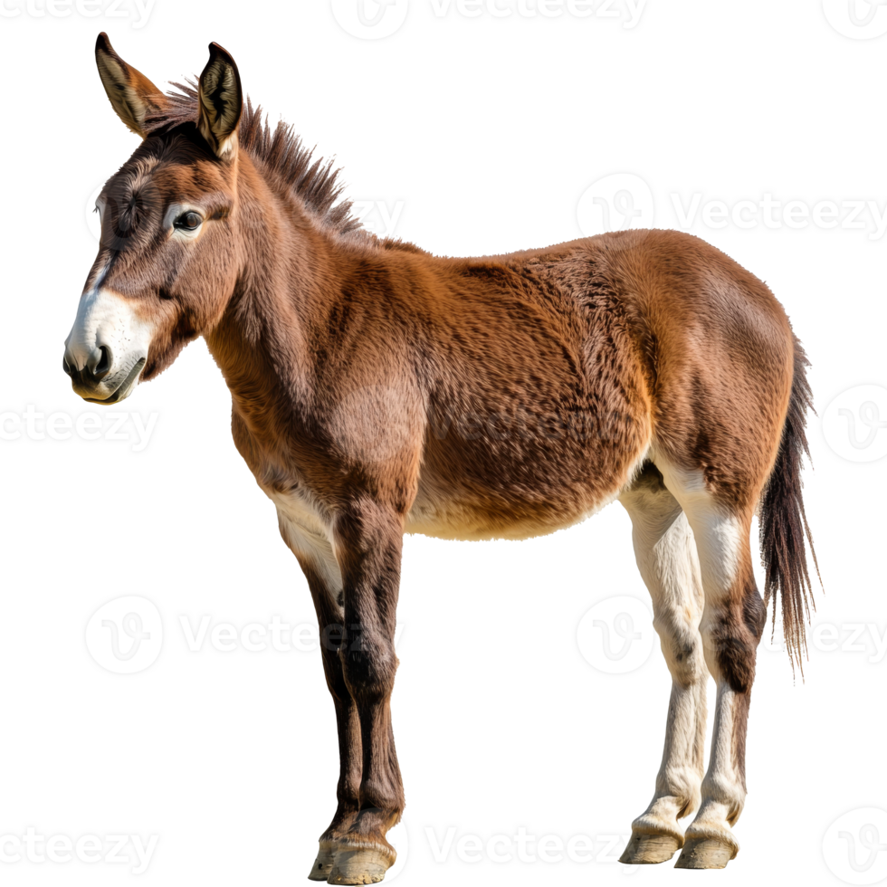 Brown donkey standing in a bright setting png