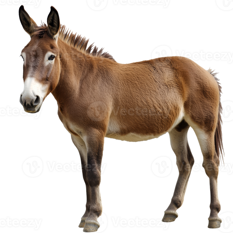 Brown donkey standing in a neutral setting png