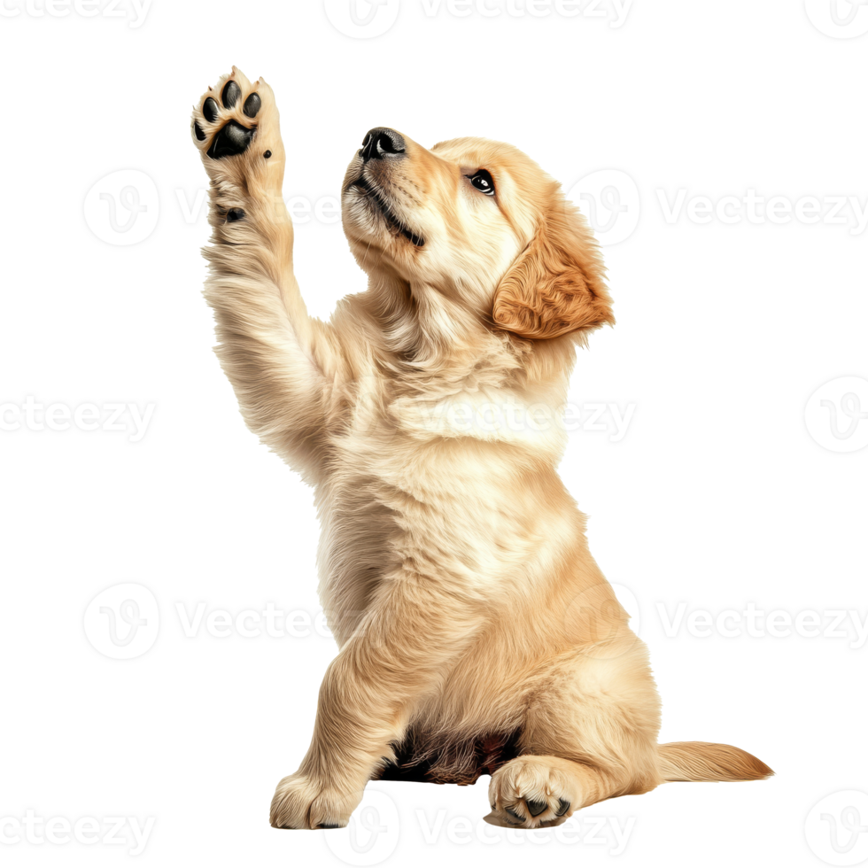 Golden retriever puppy raising paw for attention png
