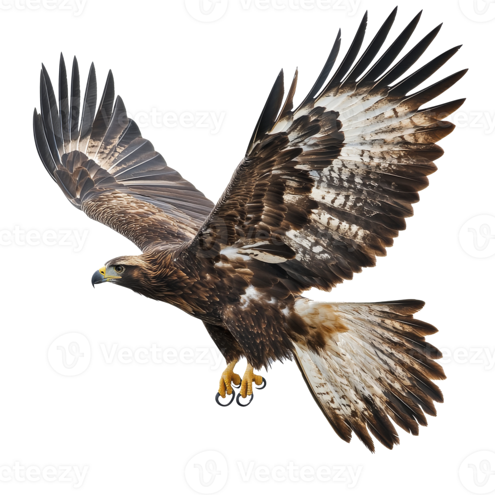 Majestic eagle in flight with wings spread wide png