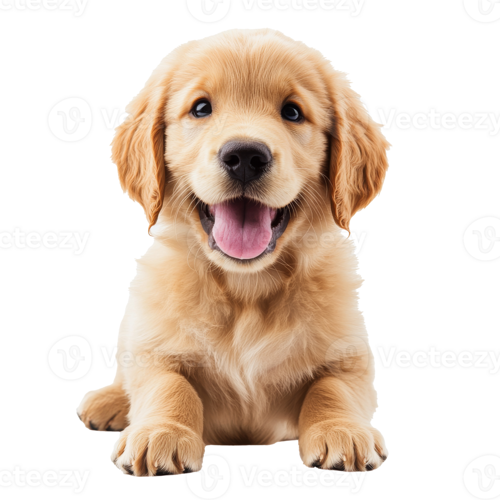 Happy golden retriever puppy playing indoors png