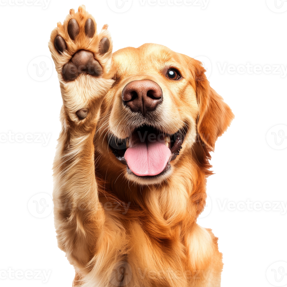 Golden retriever waving with a happy expression png